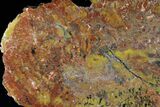 Gorgeous Arizona Petrified Wood Slab - #22973-2